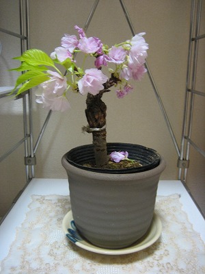 楽天で買った桜盆栽一才桜（旭山）信楽焼鉢植え