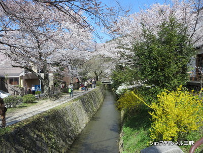哲学の道の桜2014春