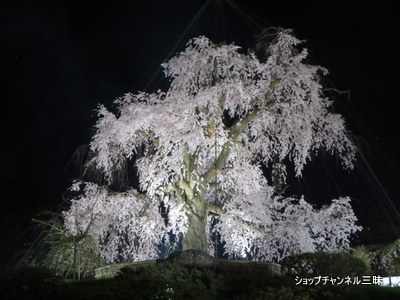 円山公園のしだれ桜2014春